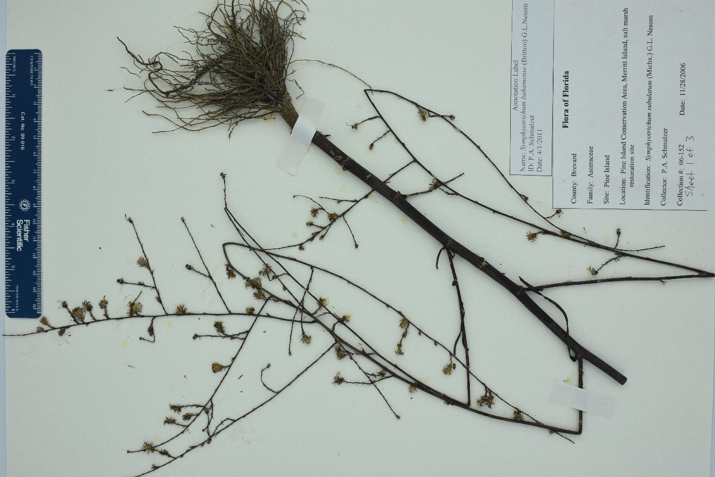 Symphyotrichum bahamense image