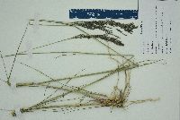 Eragrostis atrovirens image