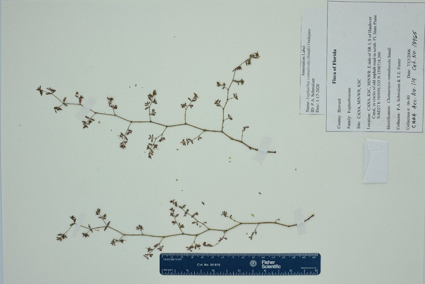 Euphorbia cumulicola image