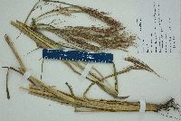 Andropogon glomeratus image