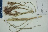 Andropogon glomeratus var. pumilus image