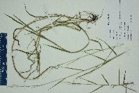 Panicum repens image