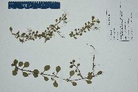 Ludwigia repens image