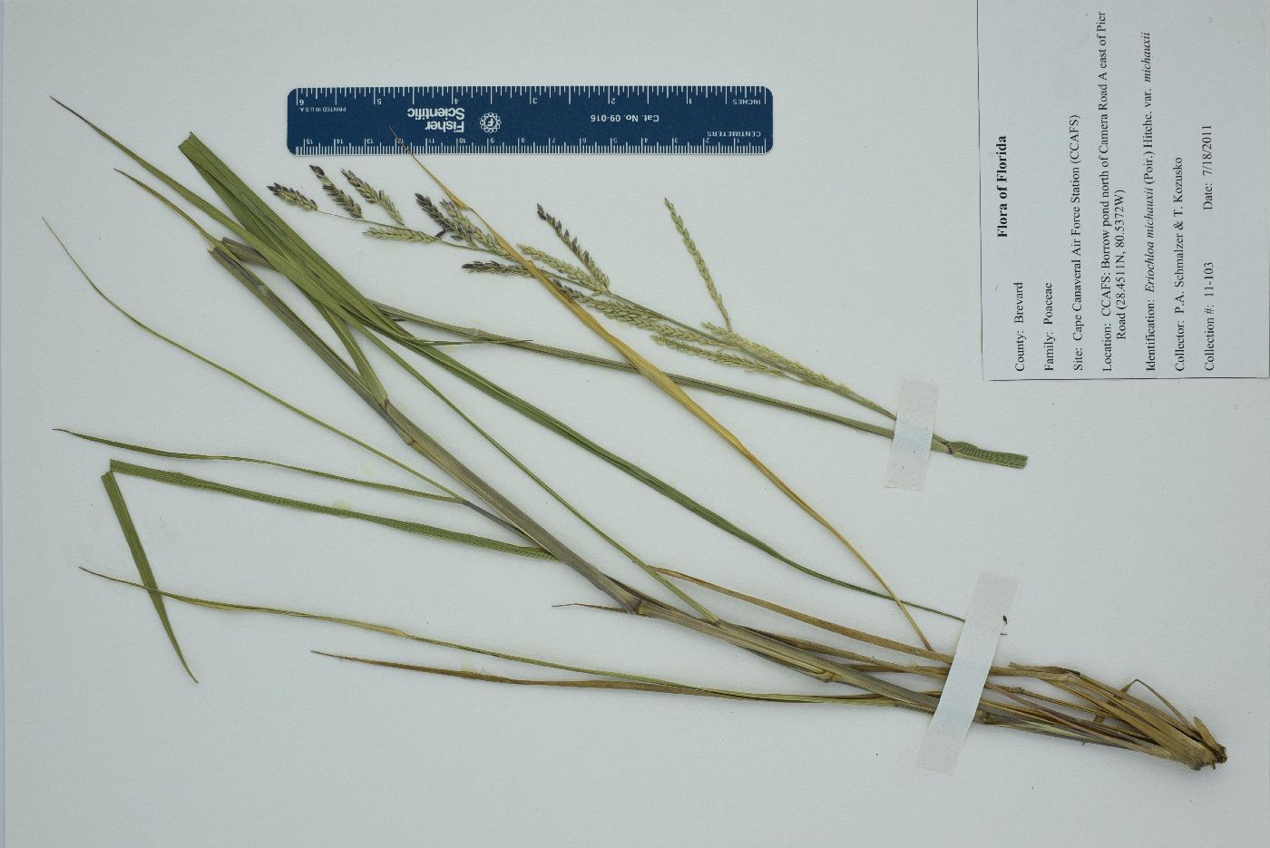 Eriochloa michauxii image