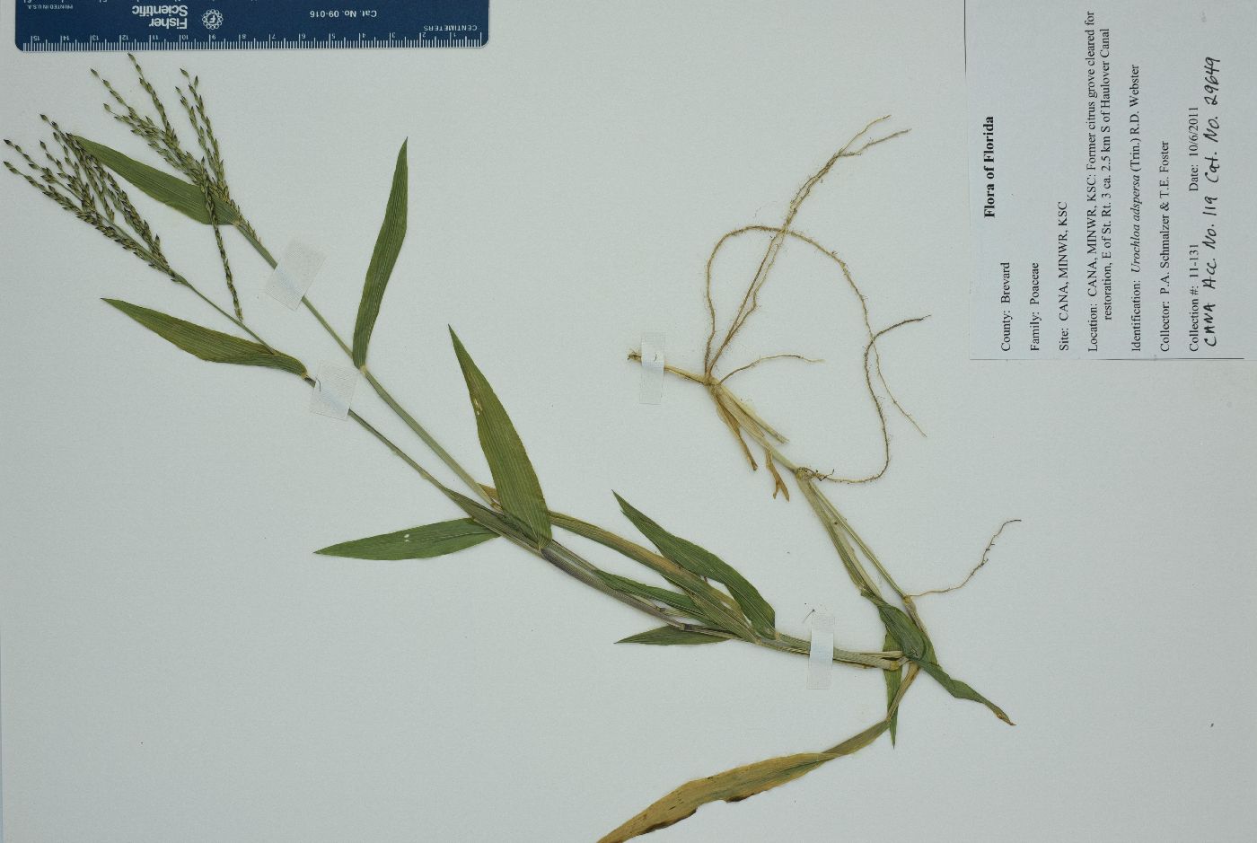 Urochloa adspersa image