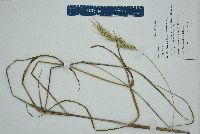 Echinochloa walteri image