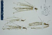 Eleocharis albida image