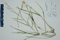 Panicum repens image