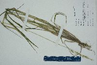 Echinochloa walteri image