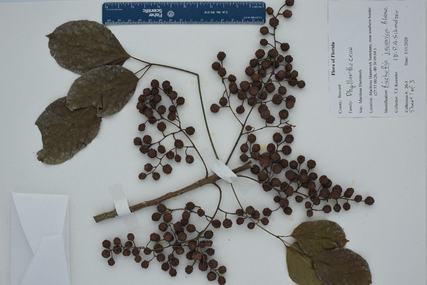Bischofia javanica image