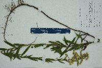 Solidago leavenworthii image