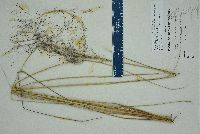 Muhlenbergia capillaris image