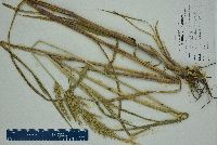 Echinochloa walteri image