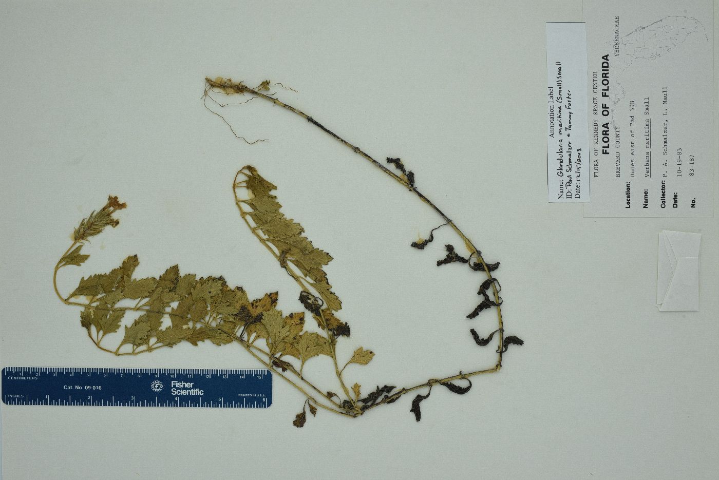 Glandularia maritima image