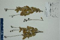 Bejaria racemosa image