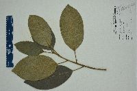 Ficus aurea image