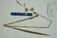 Calopogon tuberosus var. tuberosus image
