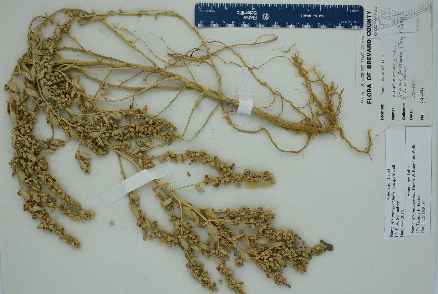 Atriplex pentandra image