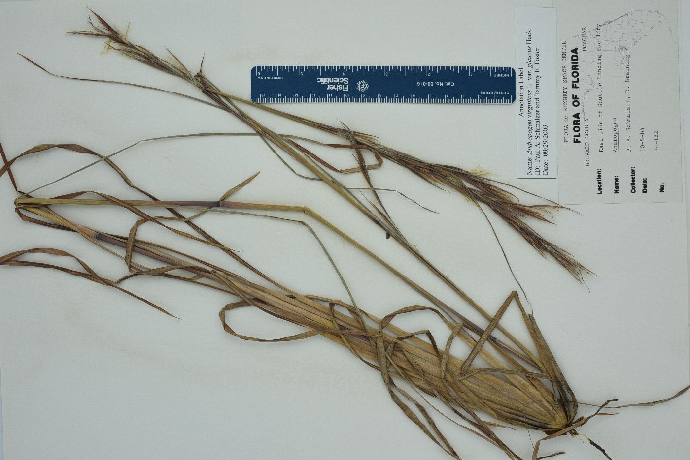 Andropogon virginicus var. glaucus image