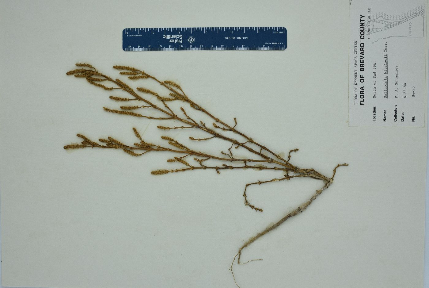 Salicornia bigelovii image