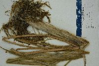 Typha domingensis image