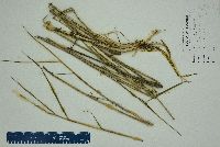 Panicum hemitomon image