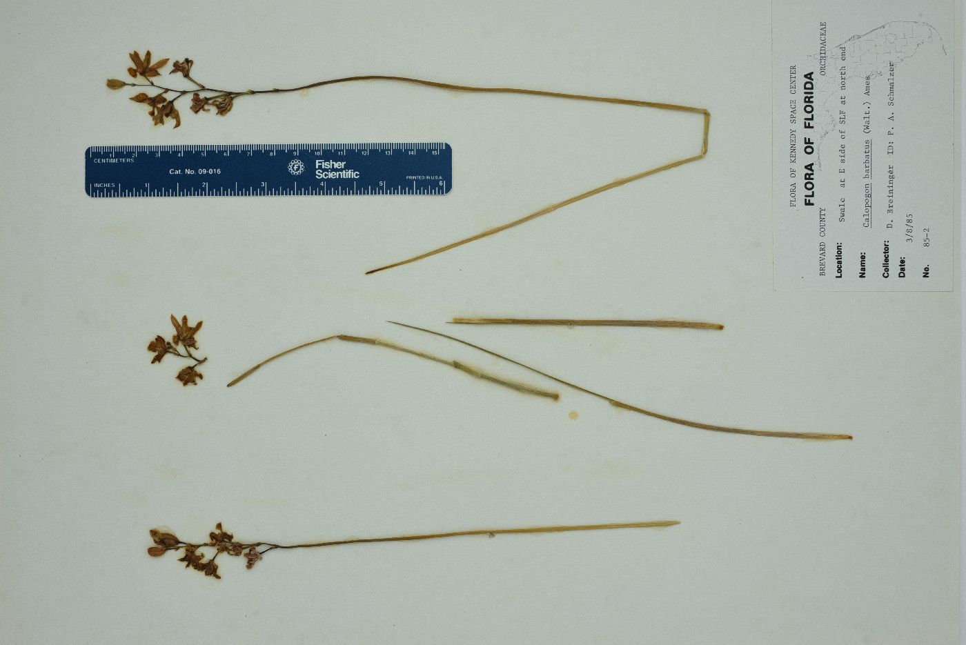 Calopogon barbatus image