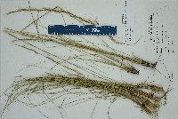 Aristida stricta image