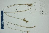 Juncus megacephalus image