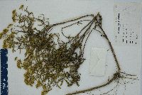 Flaveria linearis image