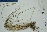 Paspalum notatum image