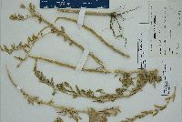 Atriplex pentandra image