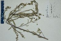 Sida rhombifolia image