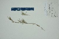 Dichanthelium ensifolium var. ensifolium image