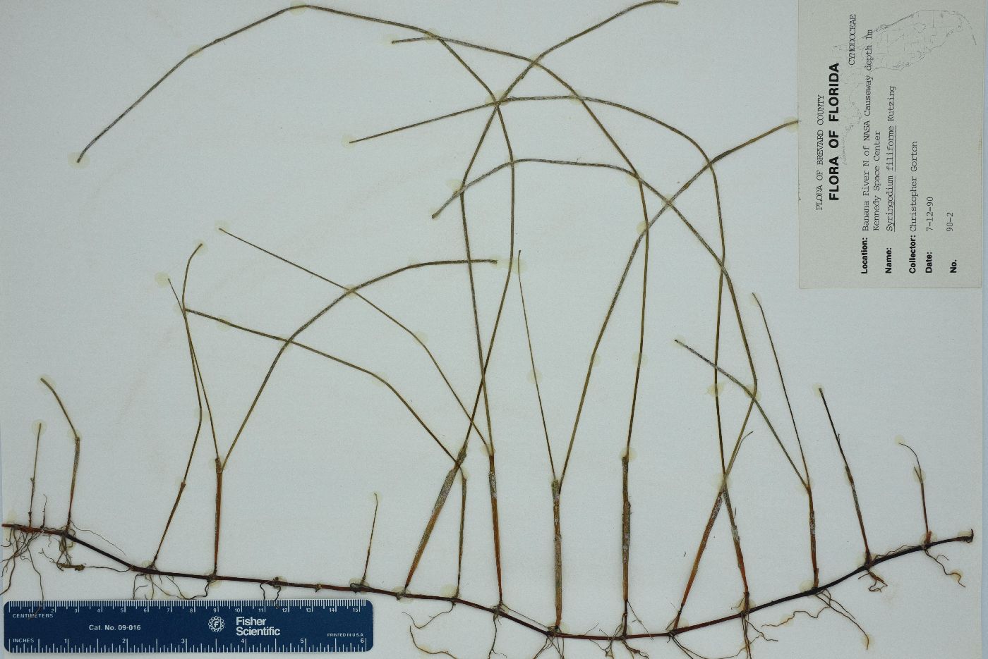 Syringodium filiforme image