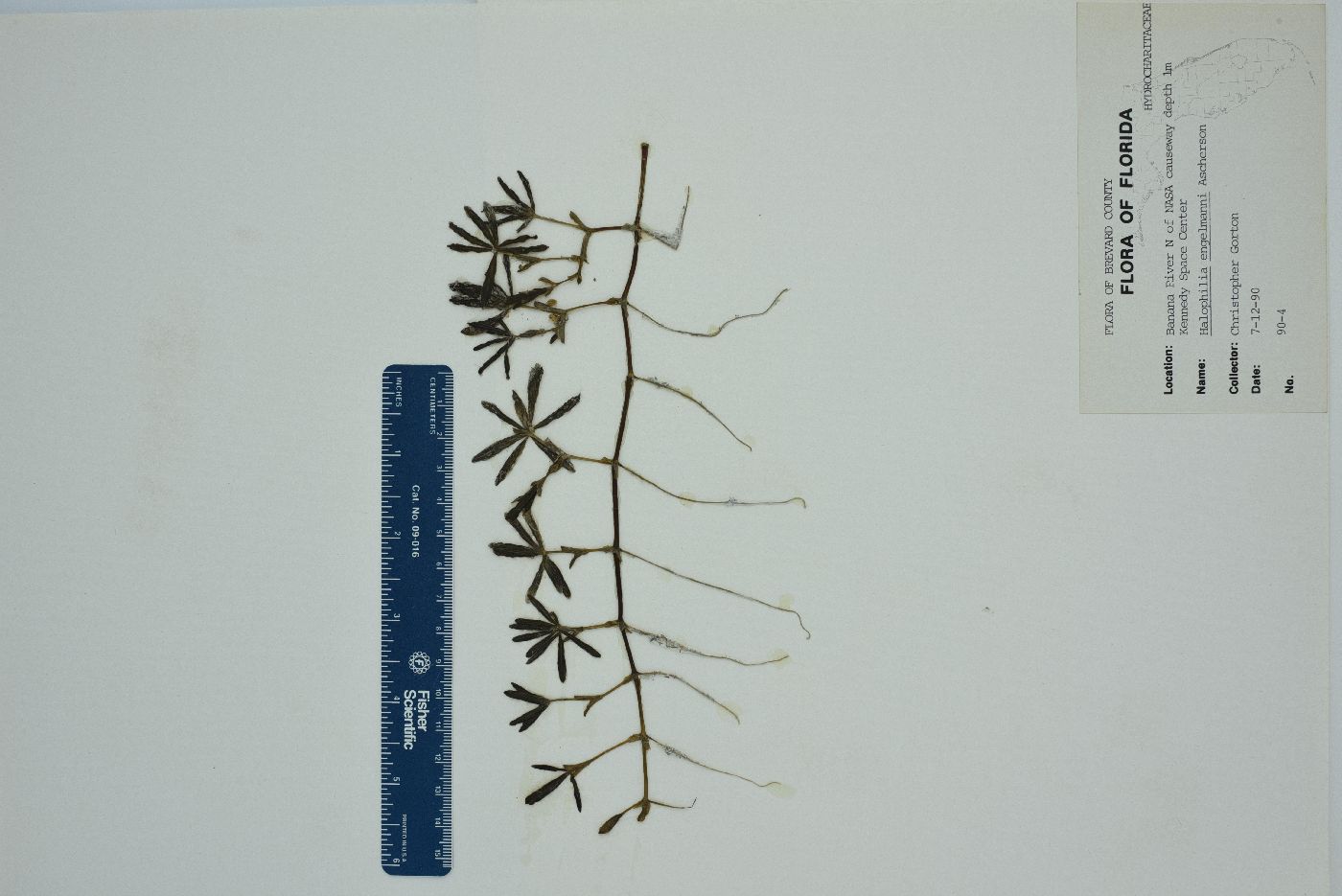 Halophila image
