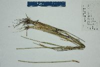 Eleocharis cellulosa image