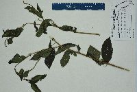 Heliotropium angiospermum image