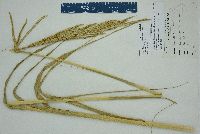 Spartina alterniflora image