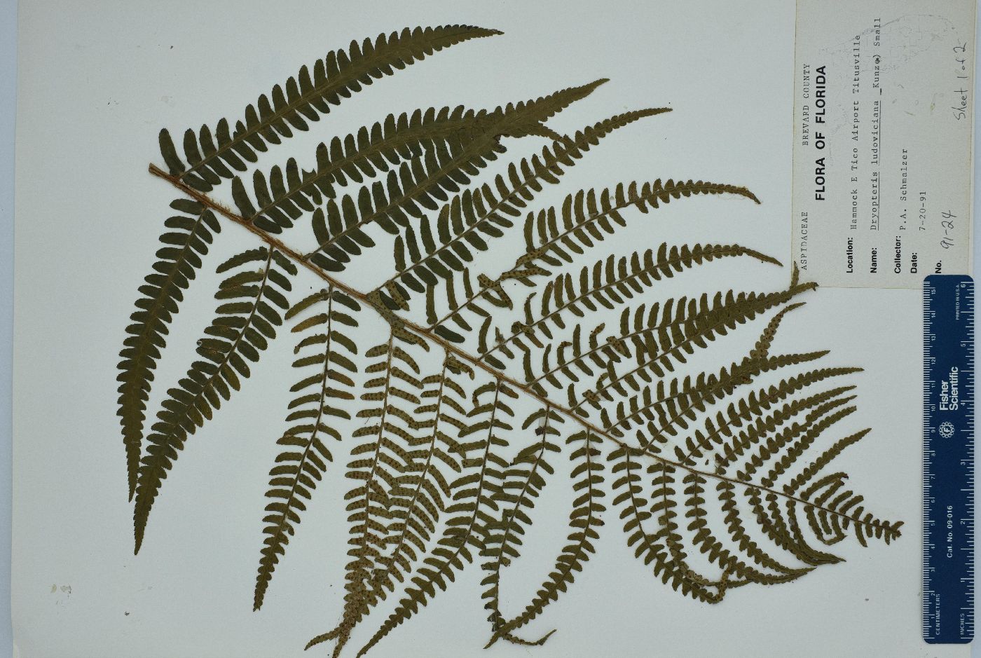 Dryopteris ludoviciana image