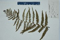 Dryopteris ludoviciana image