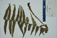 Dryopteris ludoviciana image