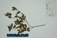 Berchemia scandens image