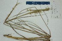 Sorghastrum secundum image