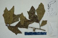 Quercus laevis image