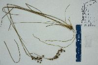 Juncus scirpoides image