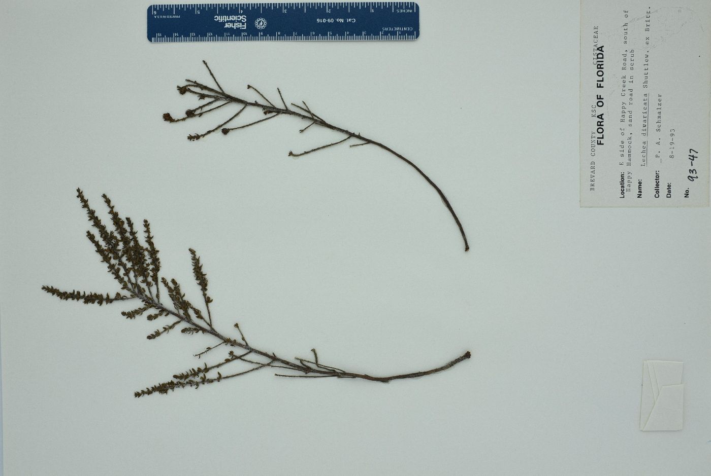 Lechea divaricata image