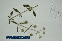 Hyptis alata image