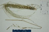 Spartina patens image