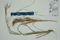 Andropogon longiberbis image